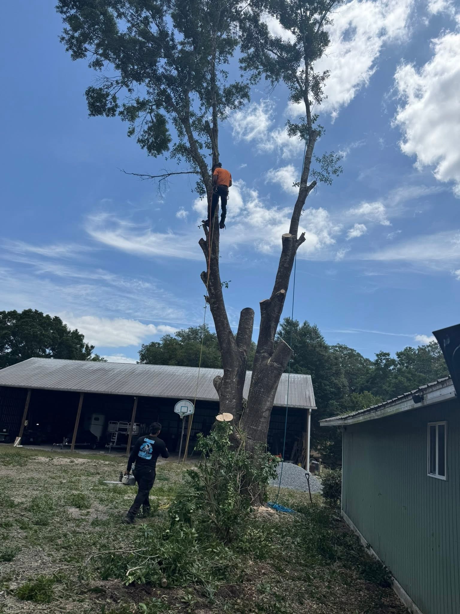 Tree Removal